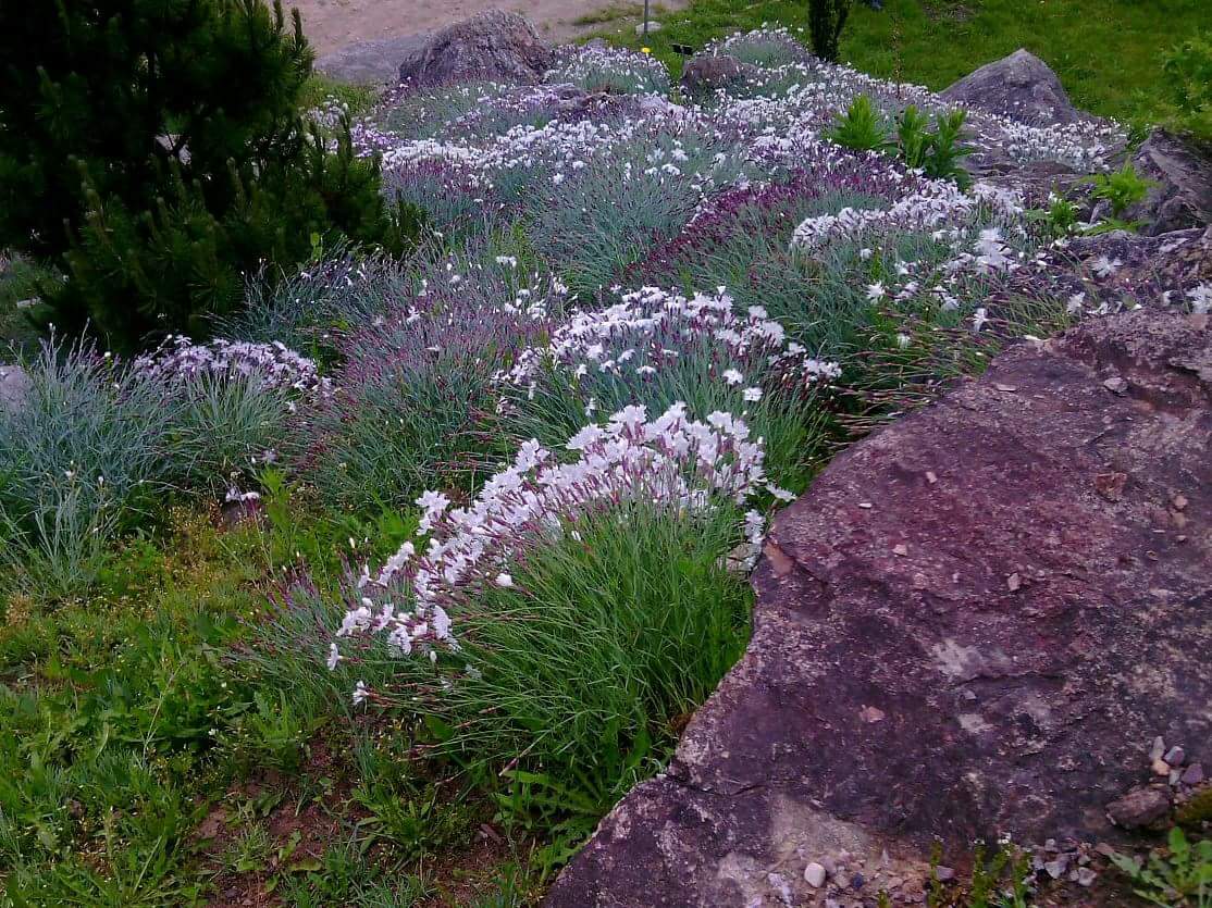 11313090_1446974475598335_2491074055862076457_o