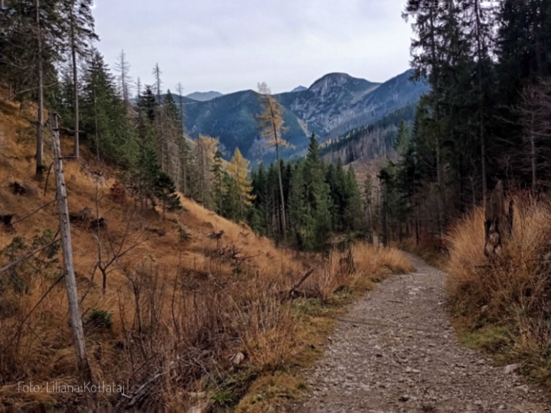 Szlak od Kaplicy Brata Alberta do klasztoru albertynki