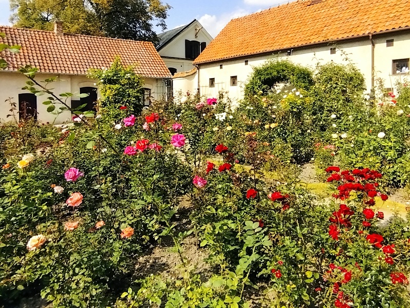 Kozłówka ogród różany