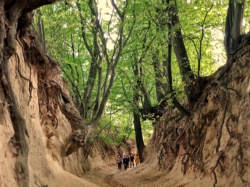 Wąwóz Korzeniowy Dół