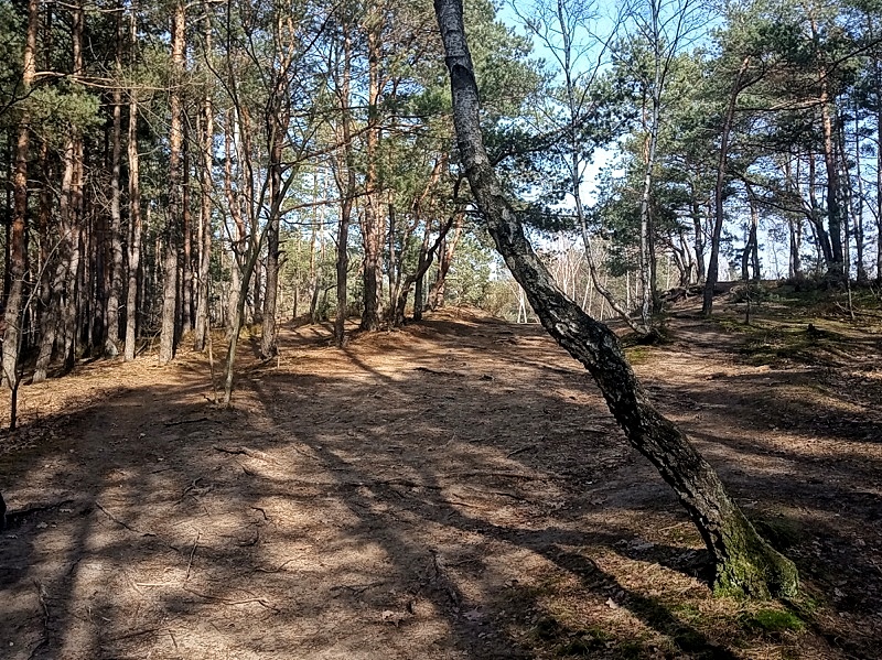 Falenica Wydma Falenicka