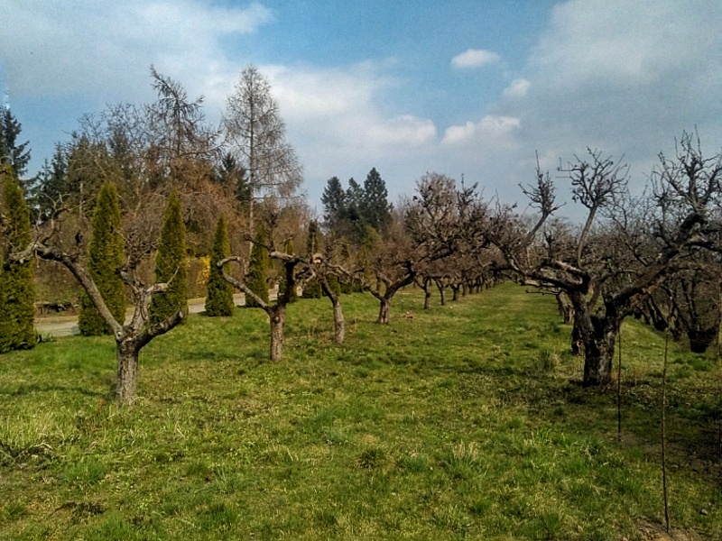 Czerwińsk ogród klasztoru