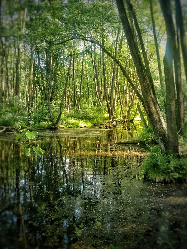 Niebieskie Źródła 04