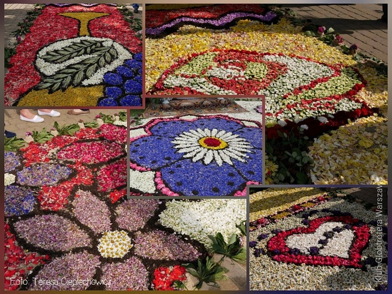 Spycimierz dywany kwiatowe